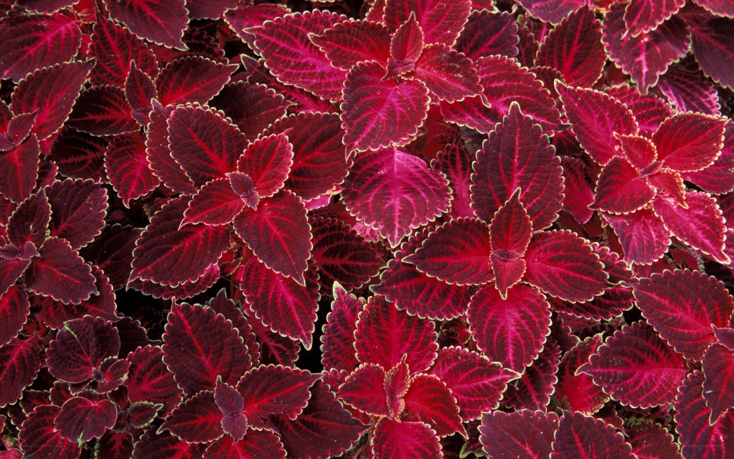 vibrant red coleus leaves