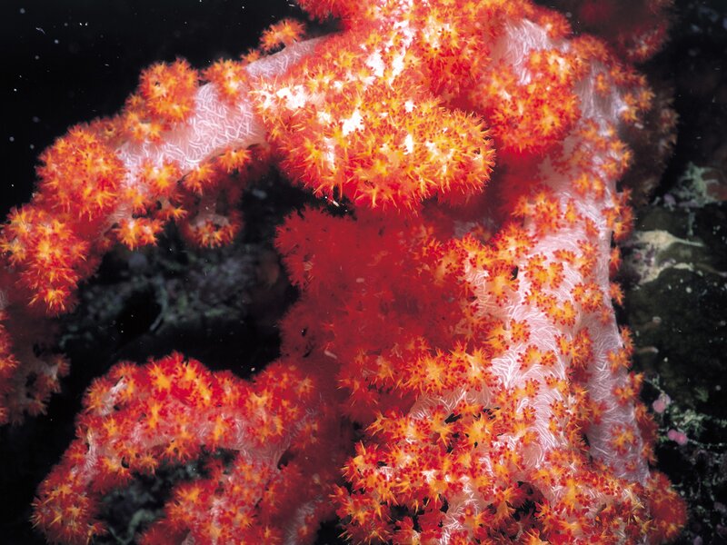 Vibrant red coral colony