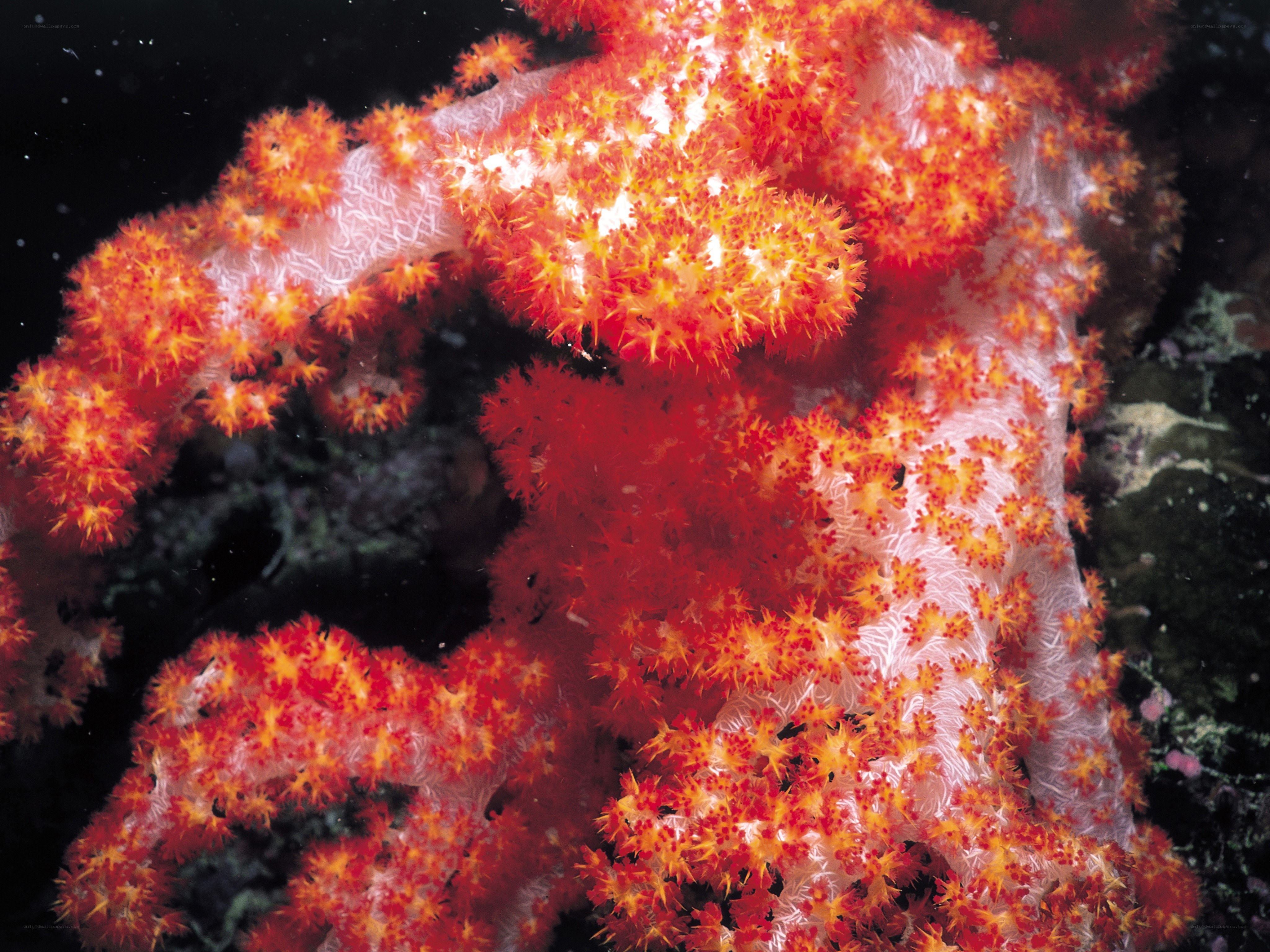 Vibrant red coral colony