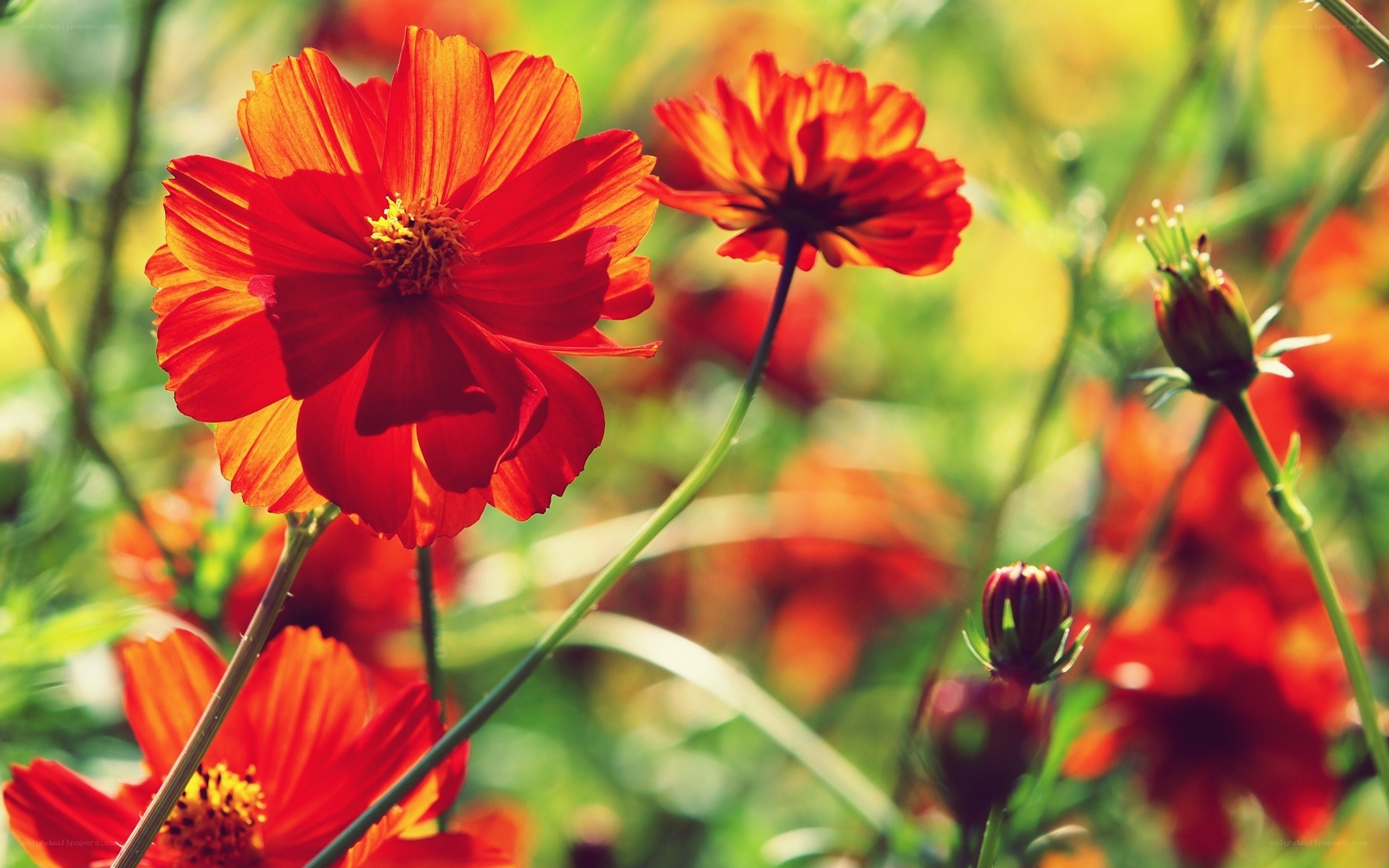 Vibrant red cosmos flowers