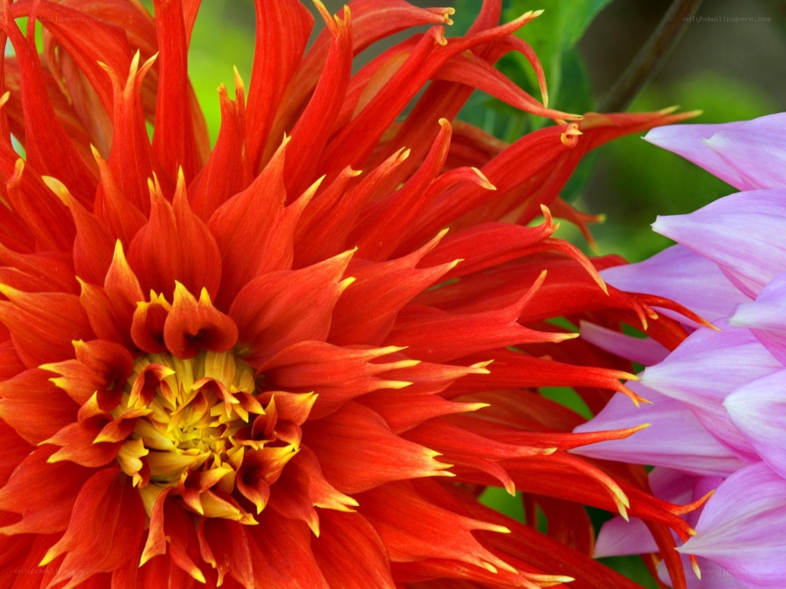 Vibrant red dahlia flower