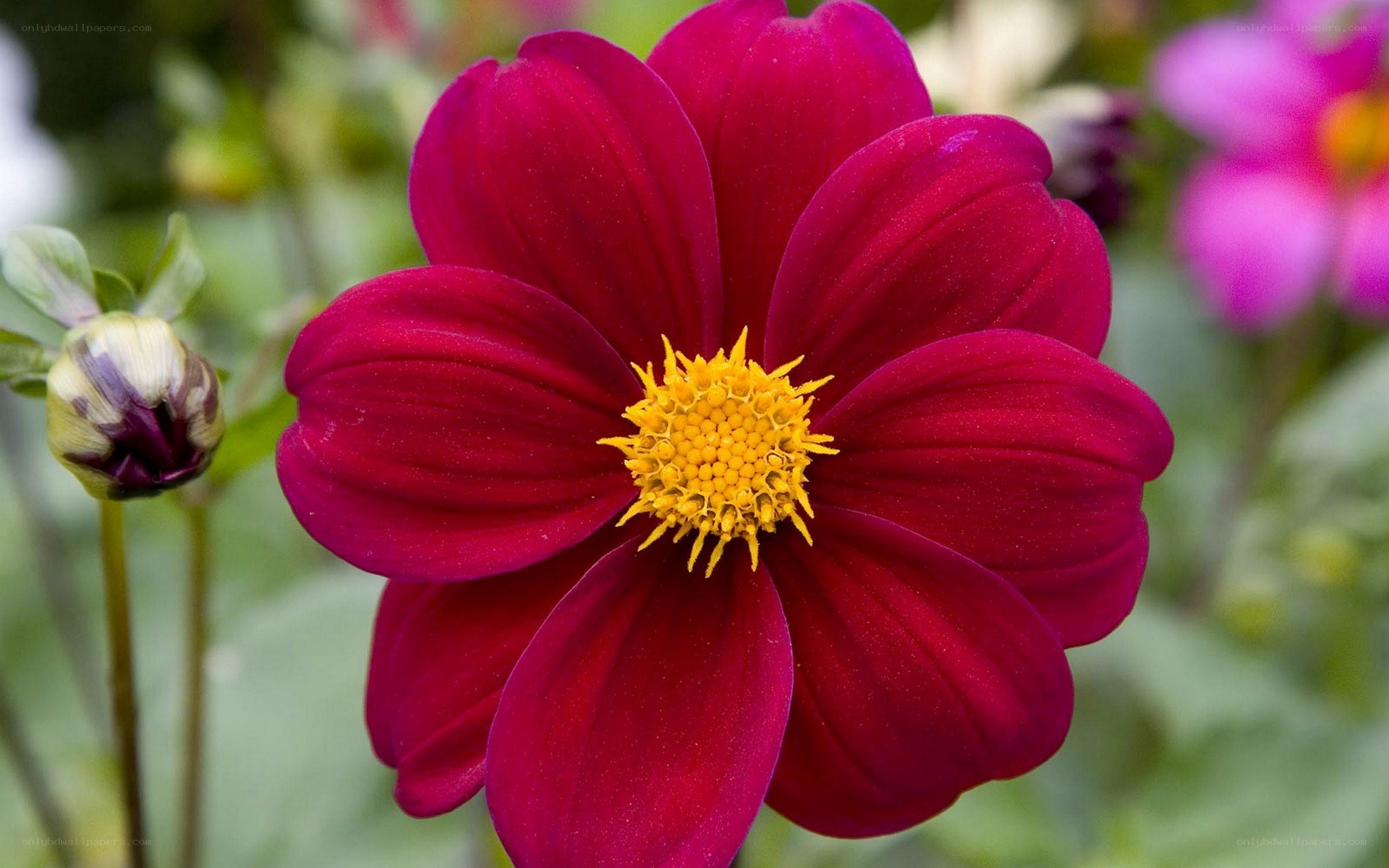 vibrant red dahlia flower