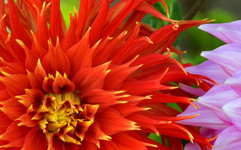 vibrant red dahlia flower