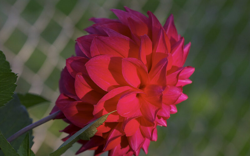 vibrant red dahlia flower