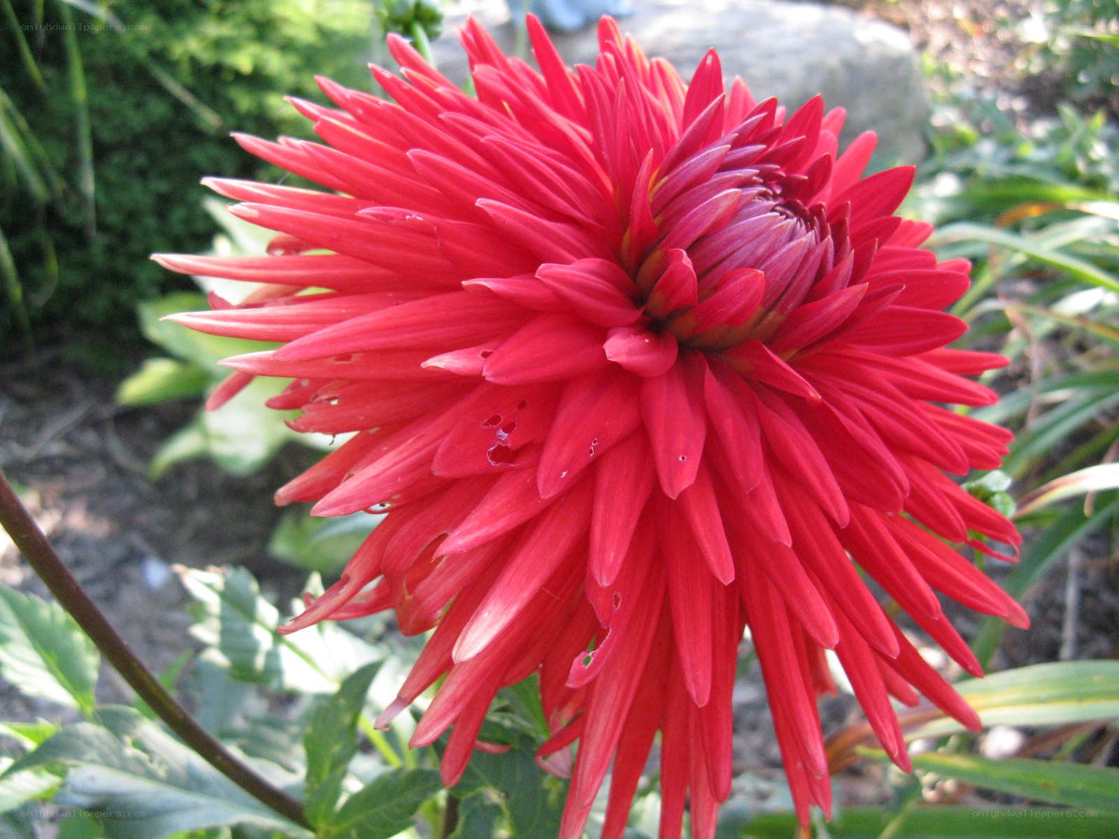vibrant red dahlia flower