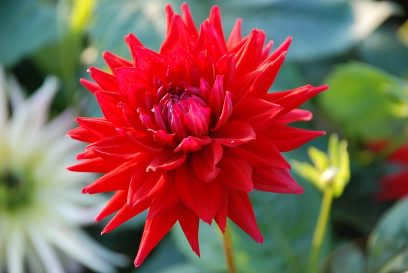 Vibrant red dahlia flower