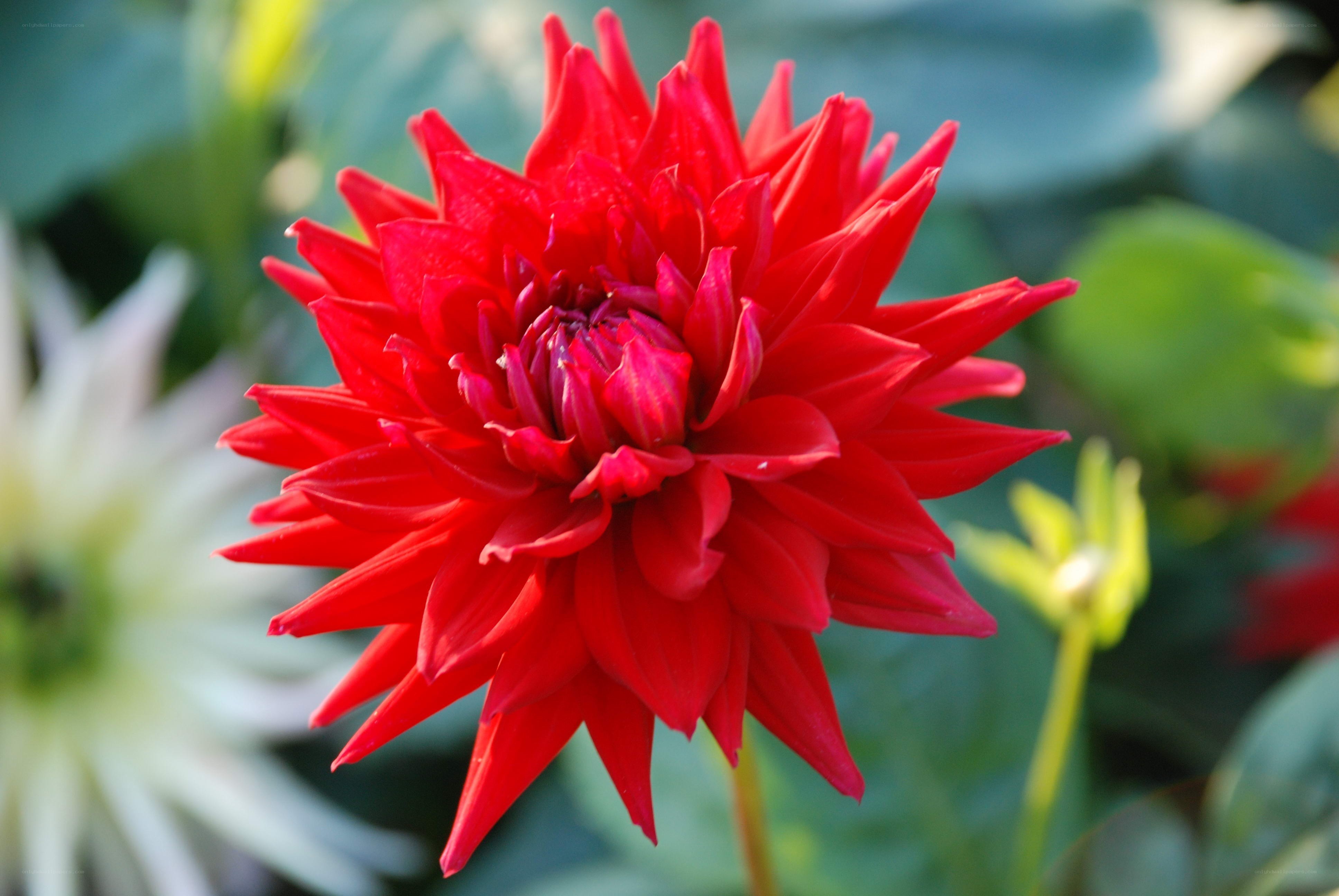 Vibrant red dahlia flower