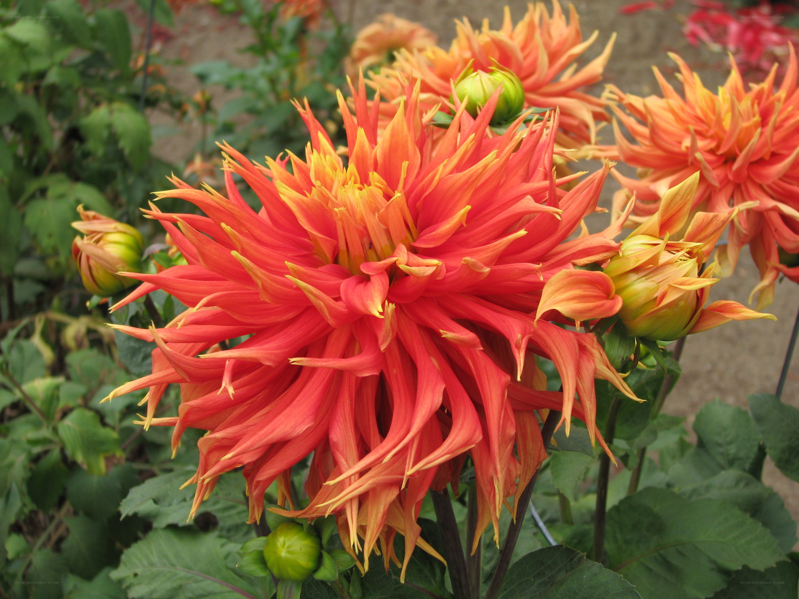 vibrant red dahlia flower