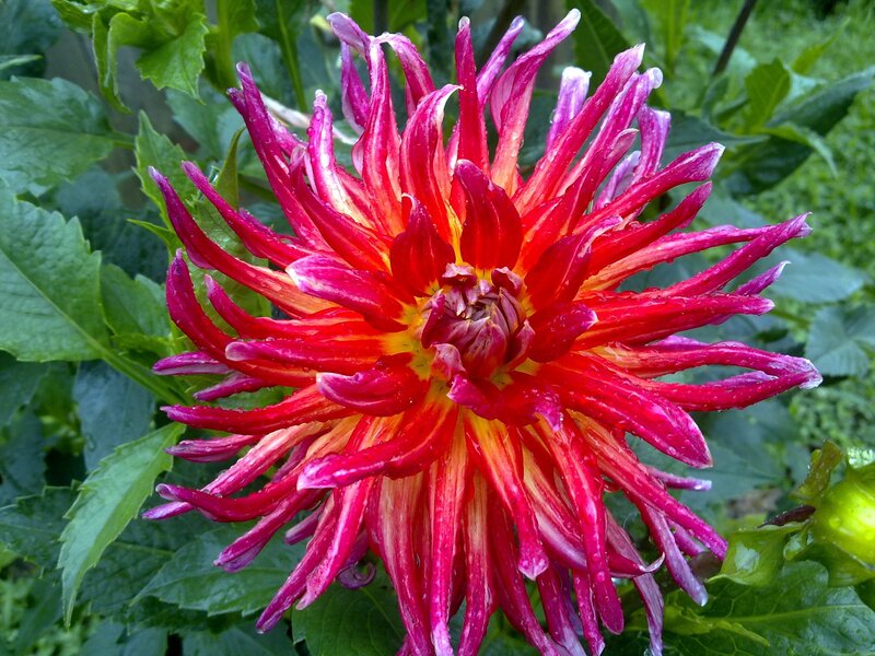 vibrant red dahlia flower