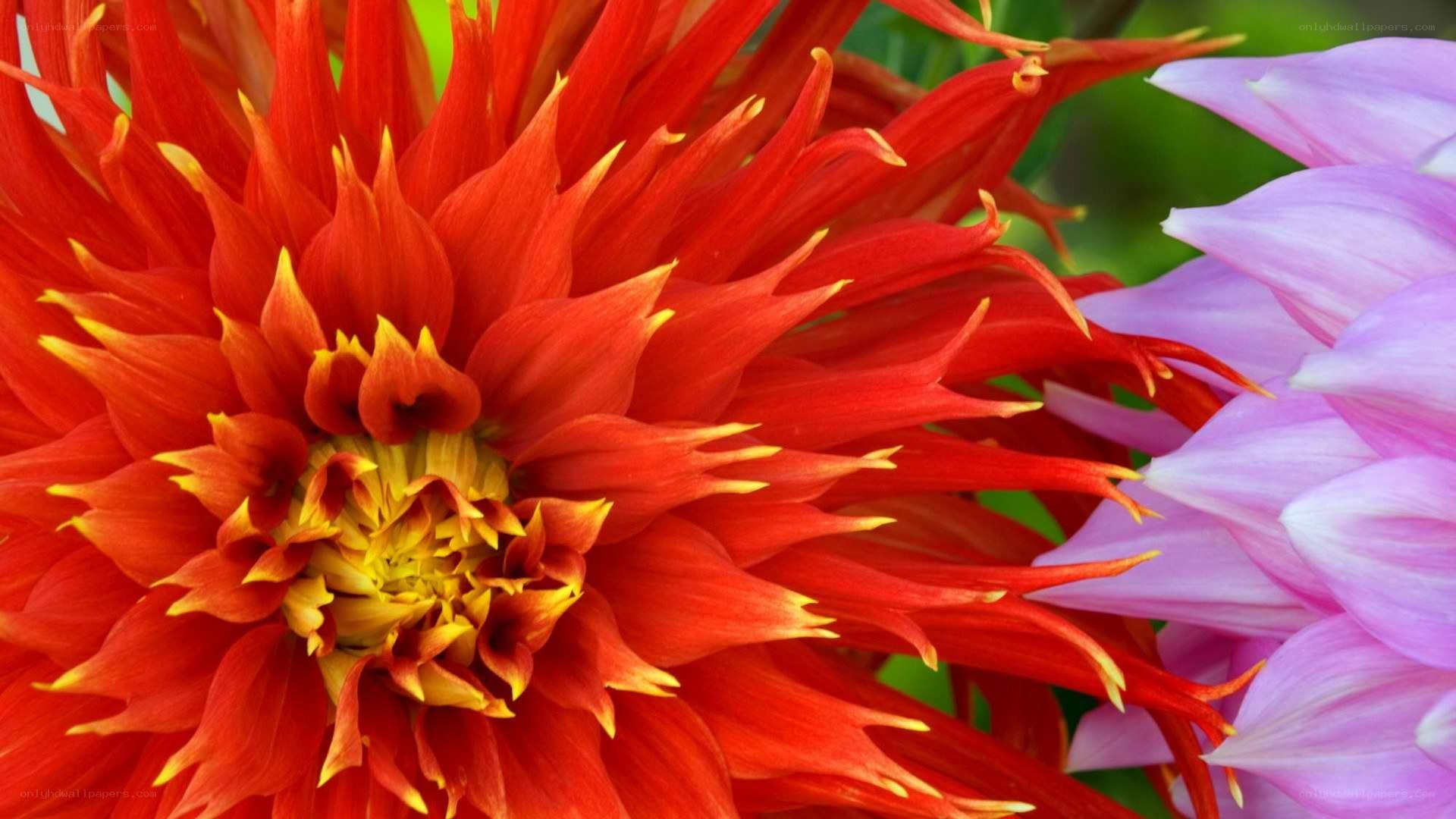 vibrant red dahlia flower