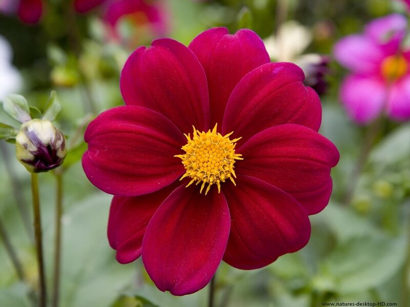 Vibrant Red Dahlia Flower — Calm, Afternoon