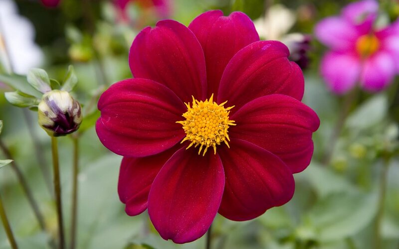 Vibrant Red Dahlia Flower — Calm