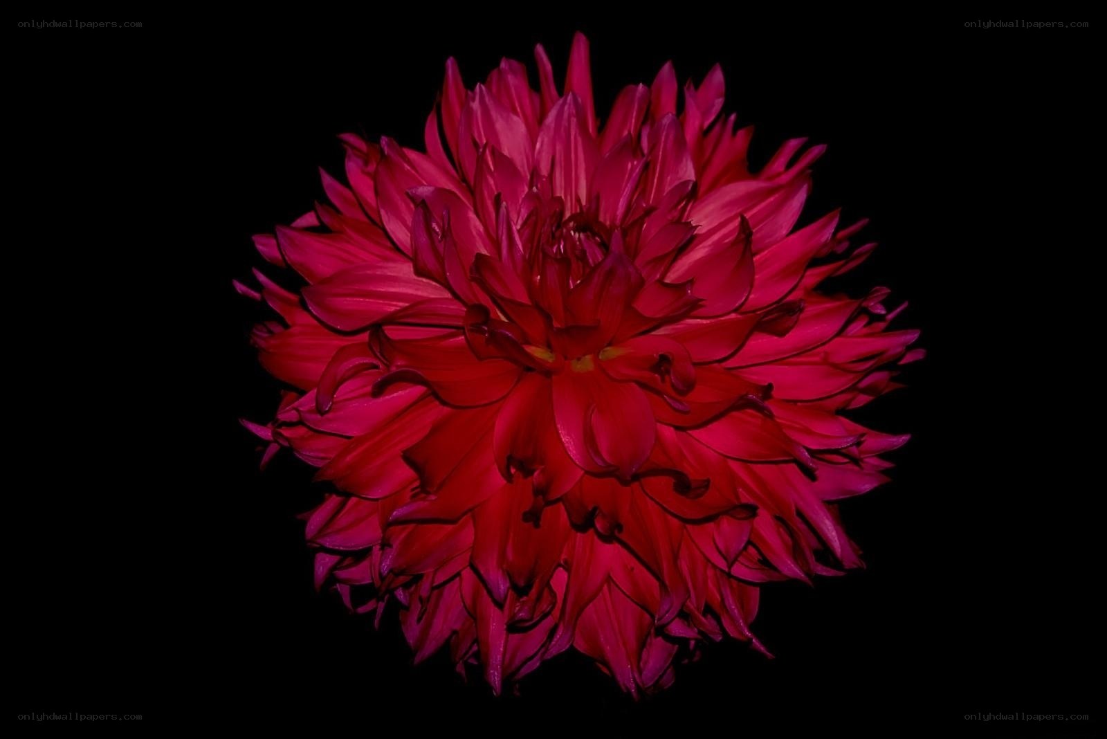 vibrant red dahlia flower
