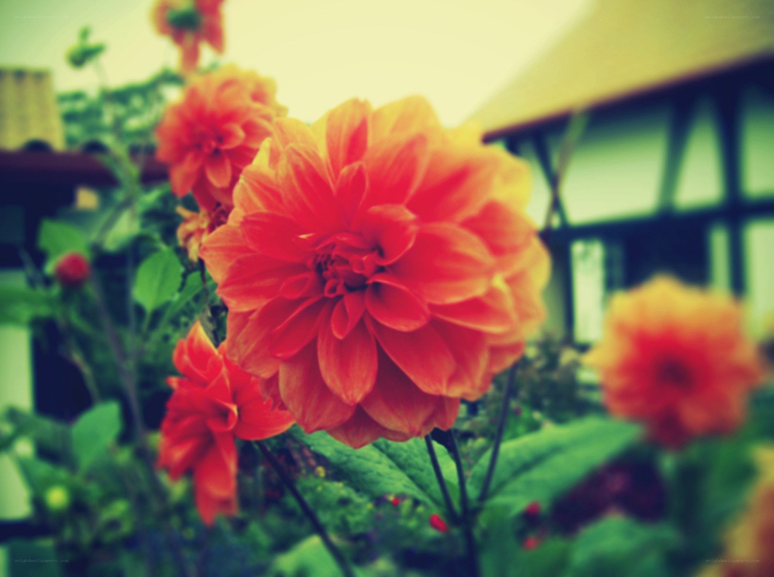 vibrant red dahlia flowers