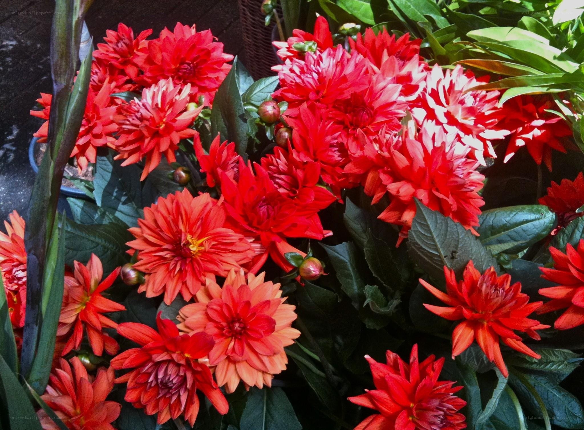 Vibrant red dahlia flowers