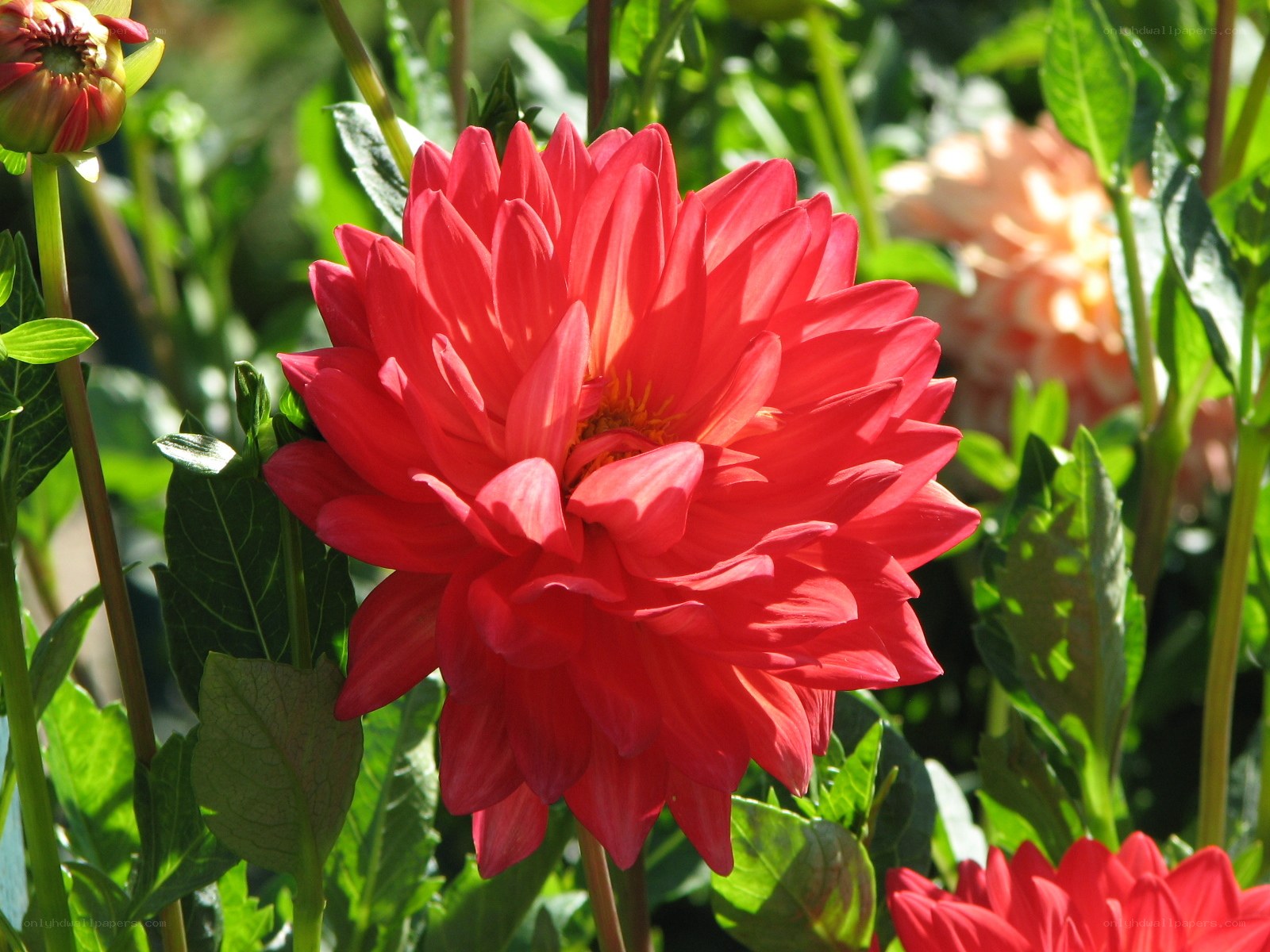 vibrant red dahlia in garden