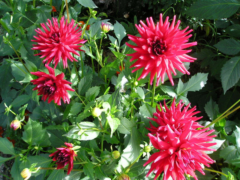 vibrant red dahlias in garden