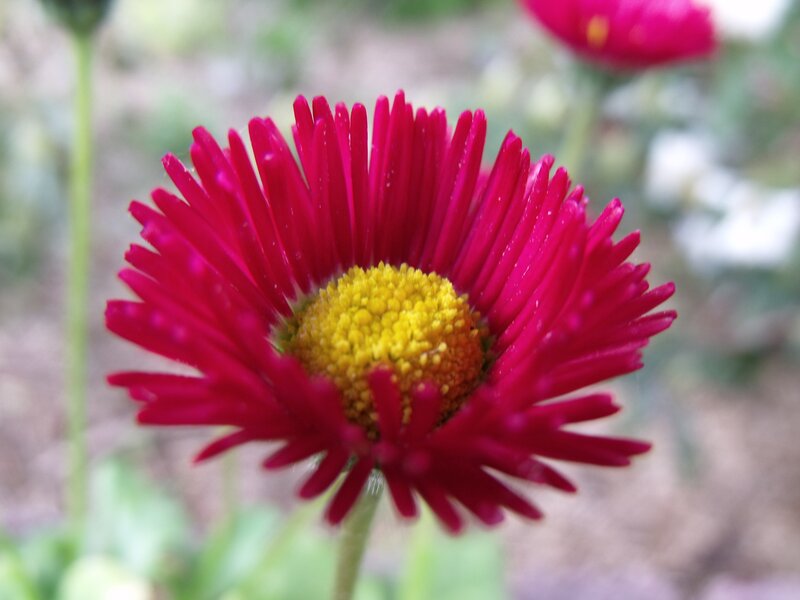 vibrant red daisy flower