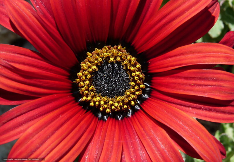 vibrant red daisy flower