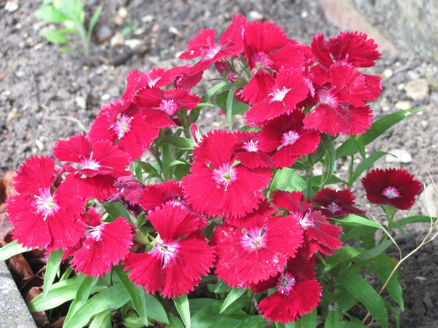 vibrant red dianthus flowers