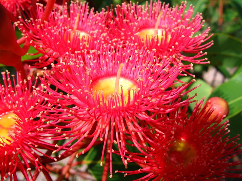 vibrant red eucalyptus flowers