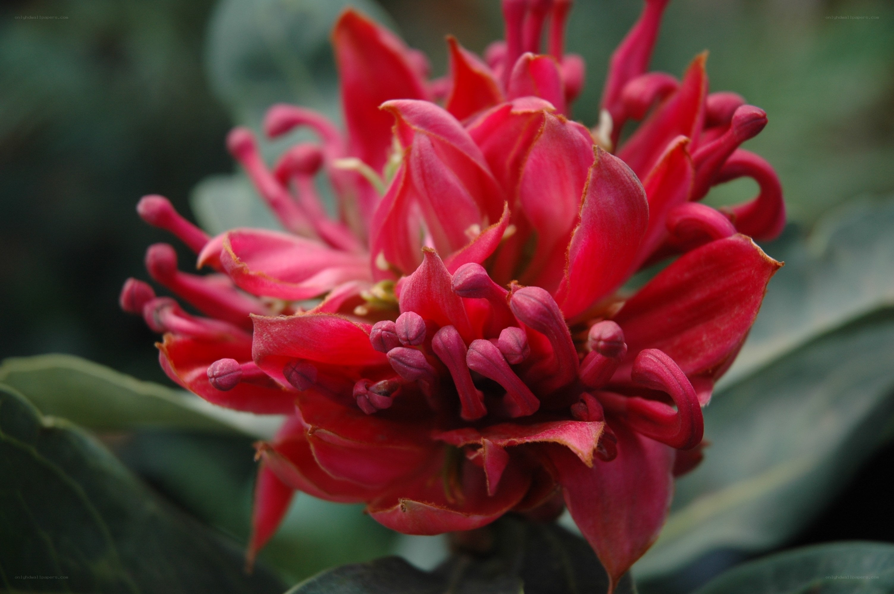 vibrant red flower bloom