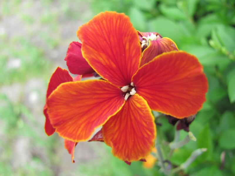 vibrant red flower bloom