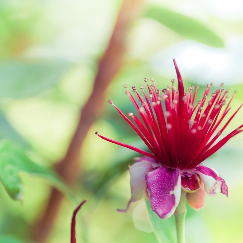 vibrant red flower bloom
