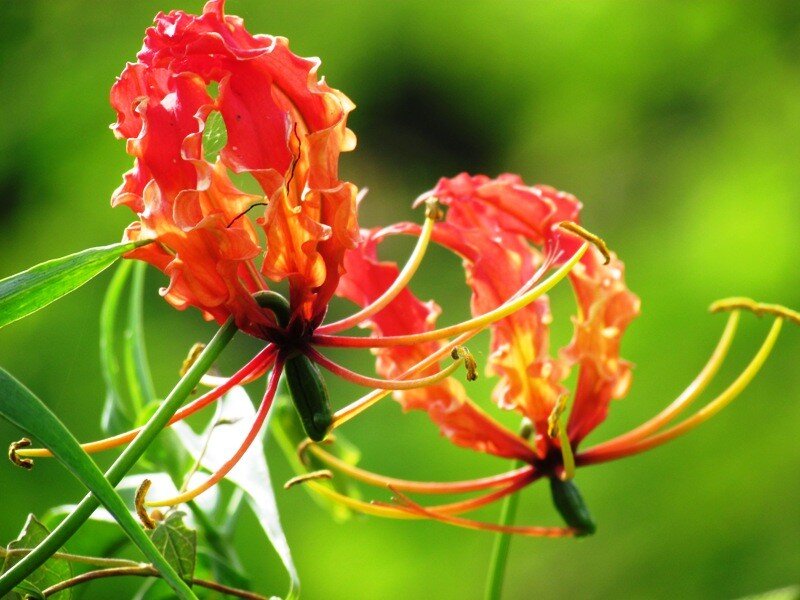 vibrant red flower blooms