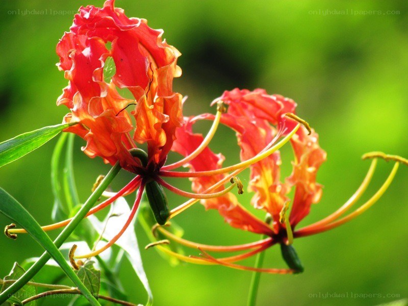 vibrant red flower blooms