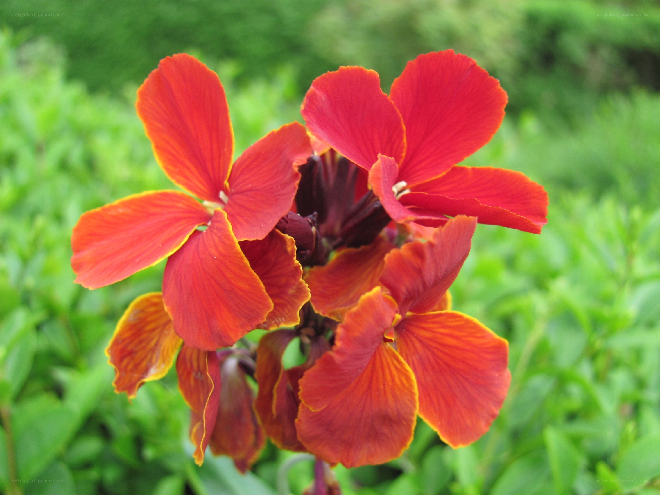 vibrant red flower blooms