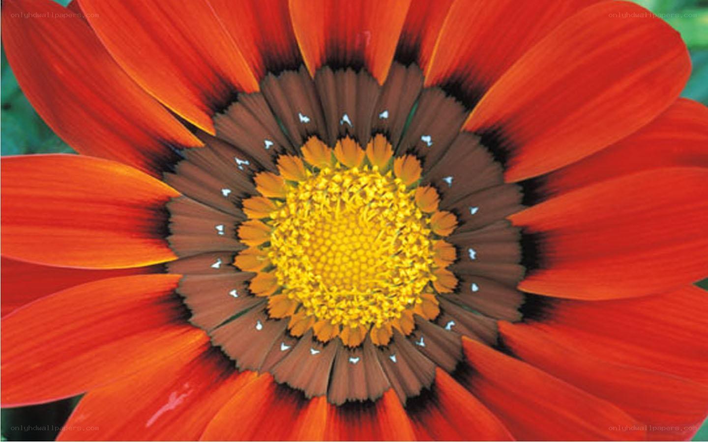 vibrant red flower center