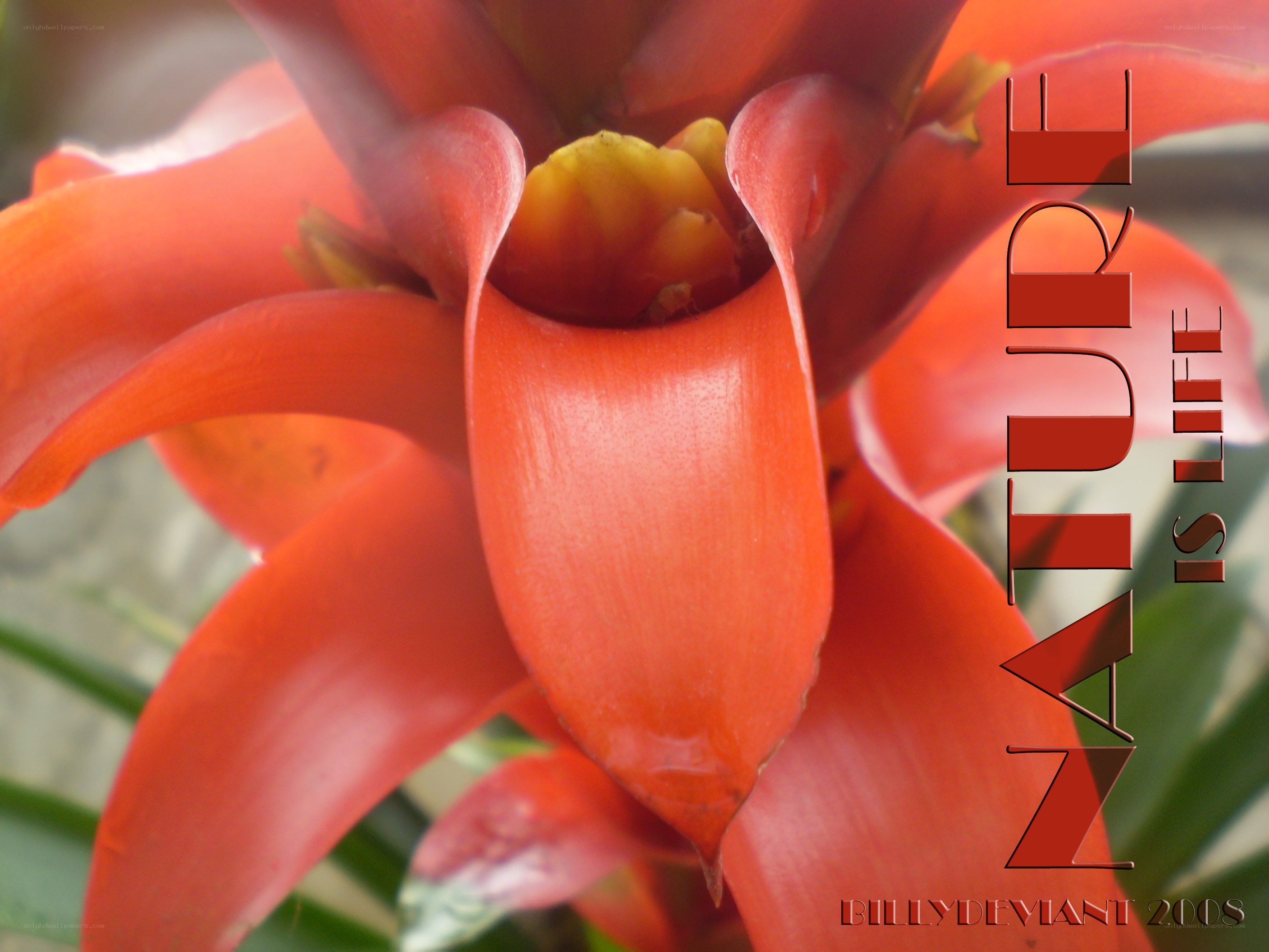 vibrant red flower close-up