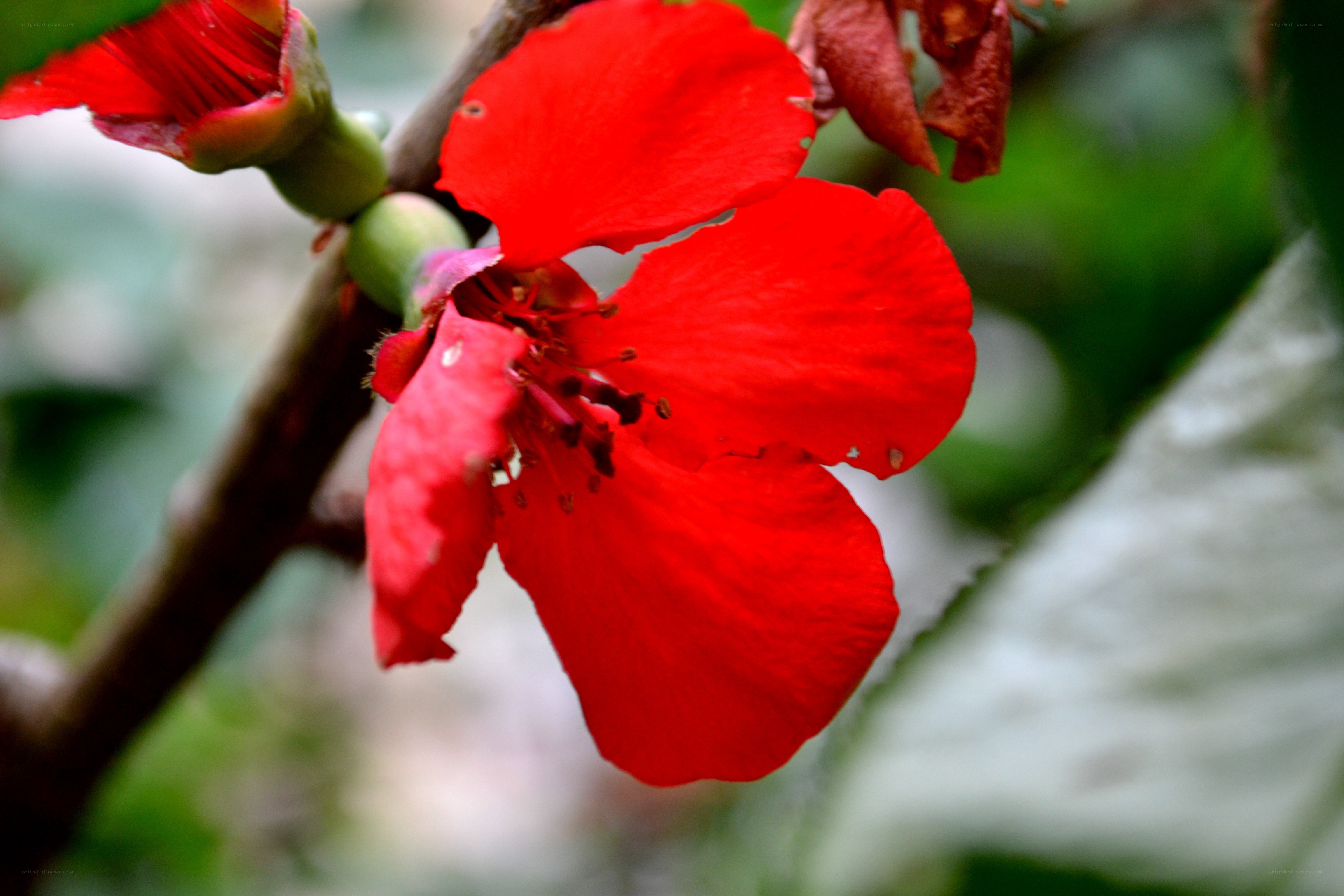 vibrant red flower in bloom