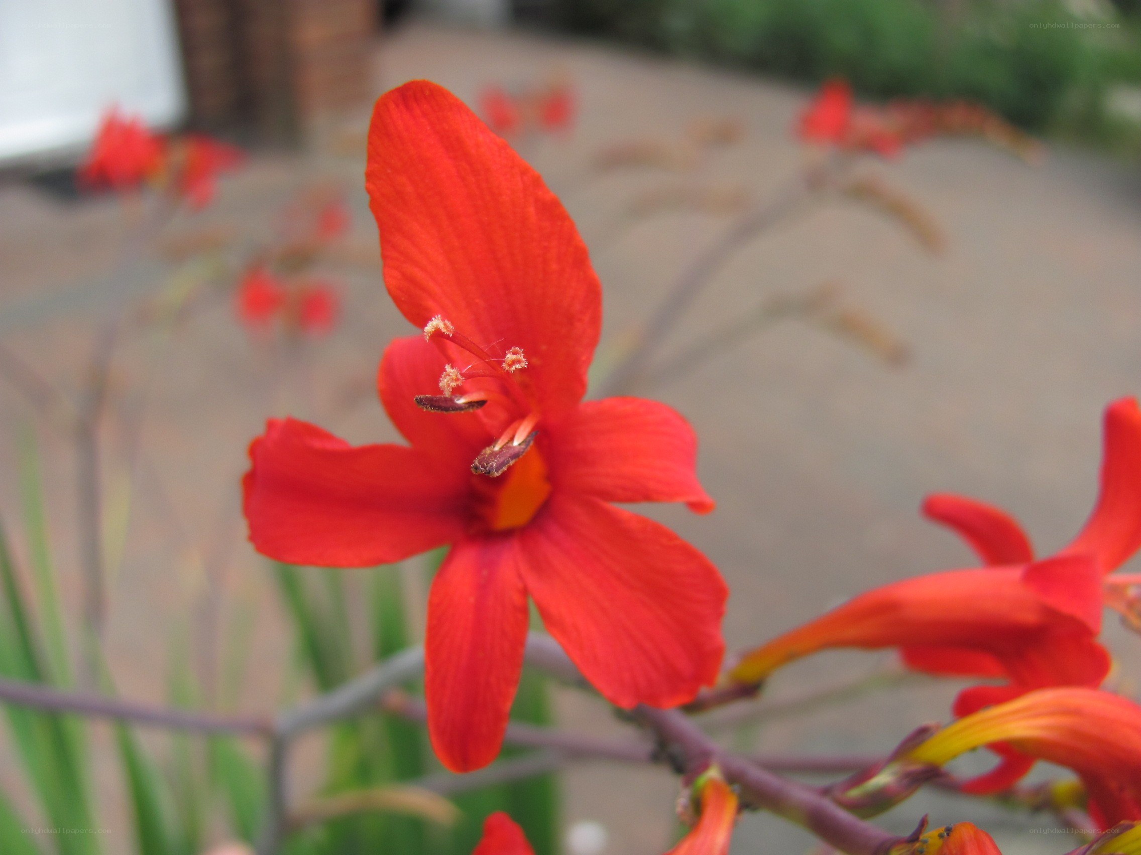 vibrant red flower in bloom