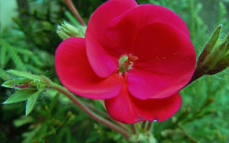 vibrant red flower in bloom