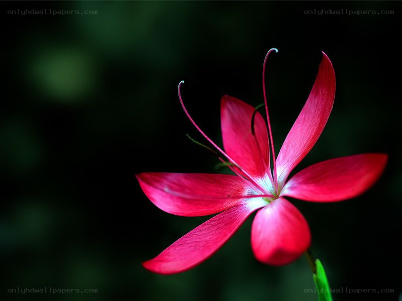 vibrant red flower in bloom