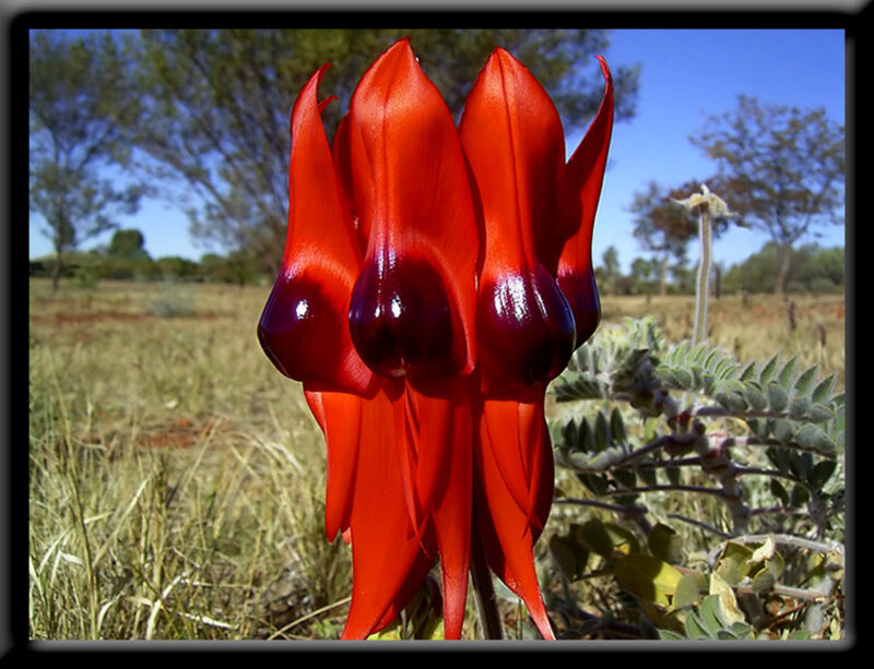 vibrant red flower in field