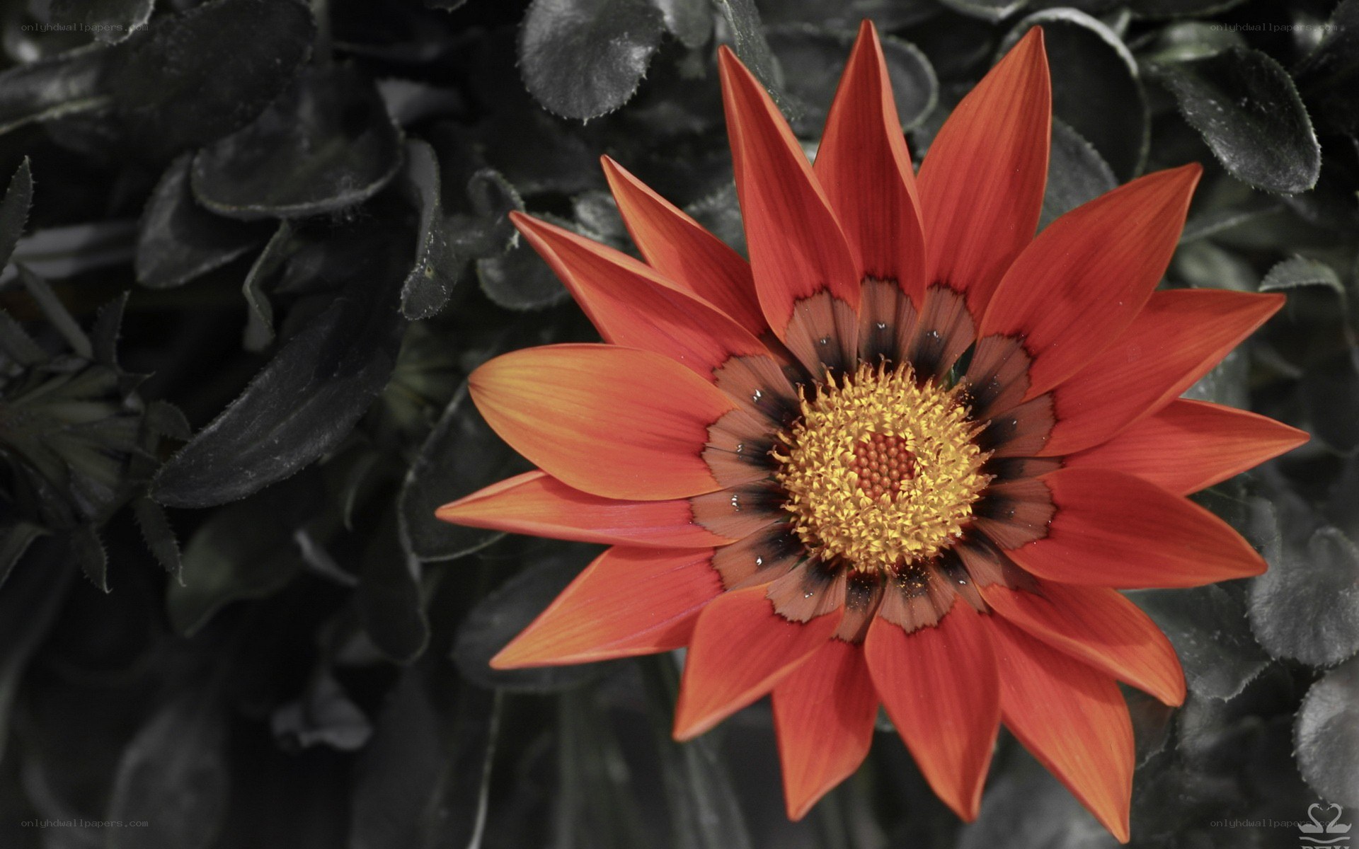 vibrant red flower in focus