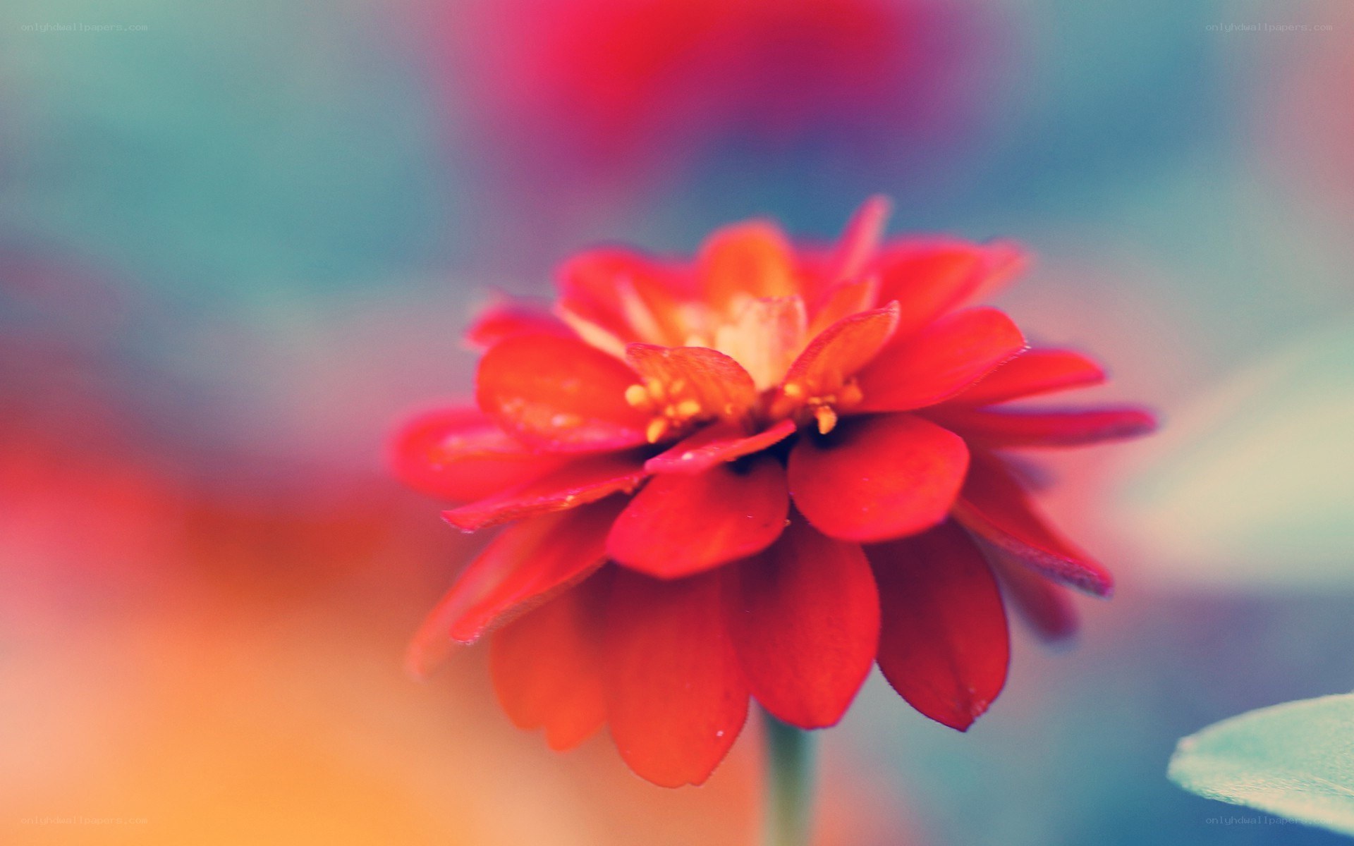 vibrant red flower in focus