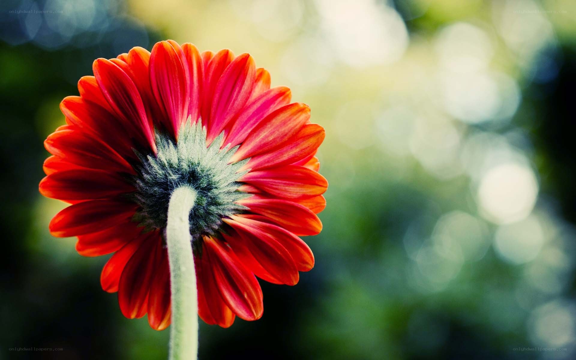 vibrant red flower in focus