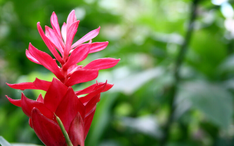 vibrant red flower in garden