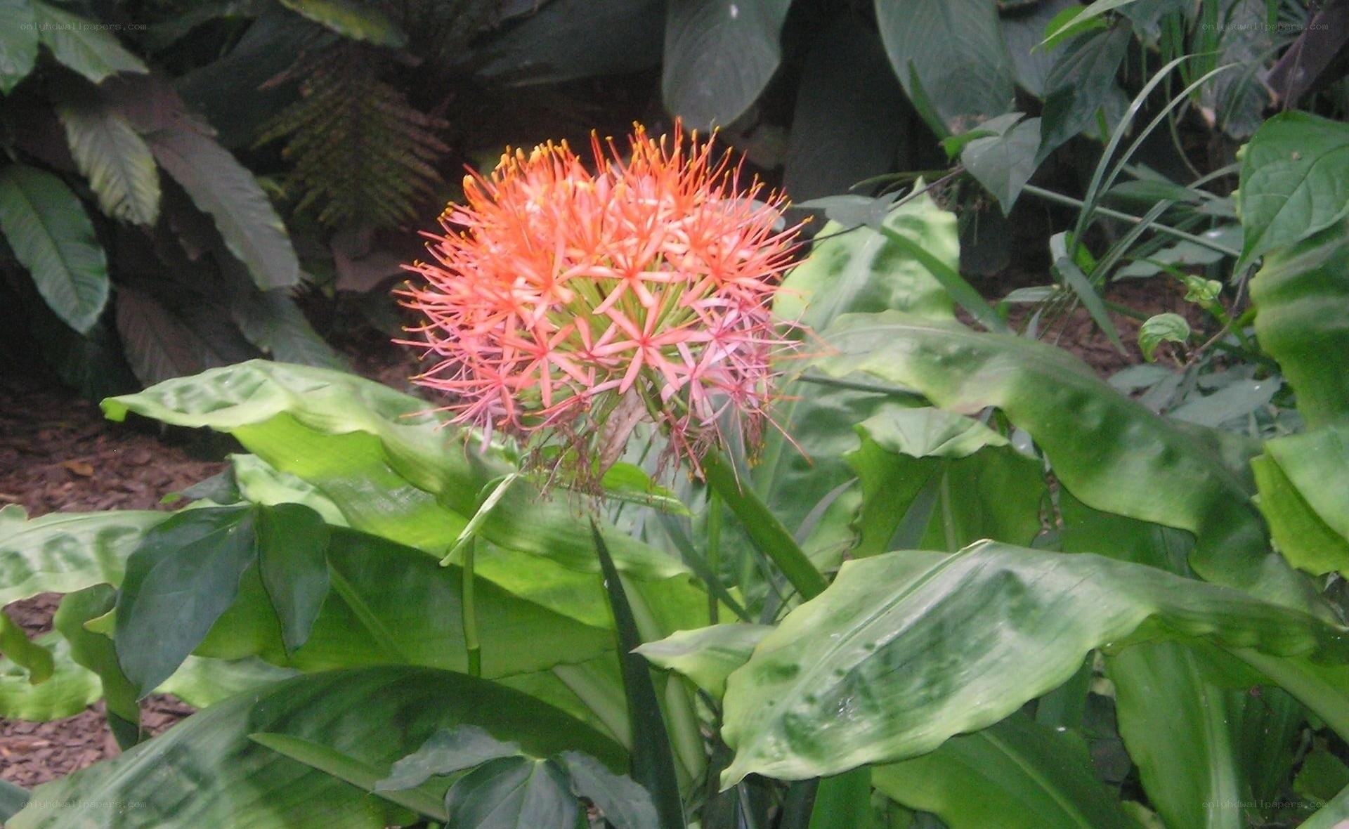 vibrant red flower in garden