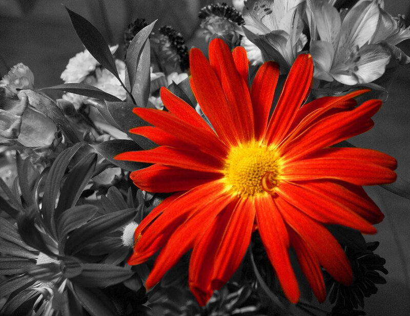 vibrant red flower in monochrome bouquet