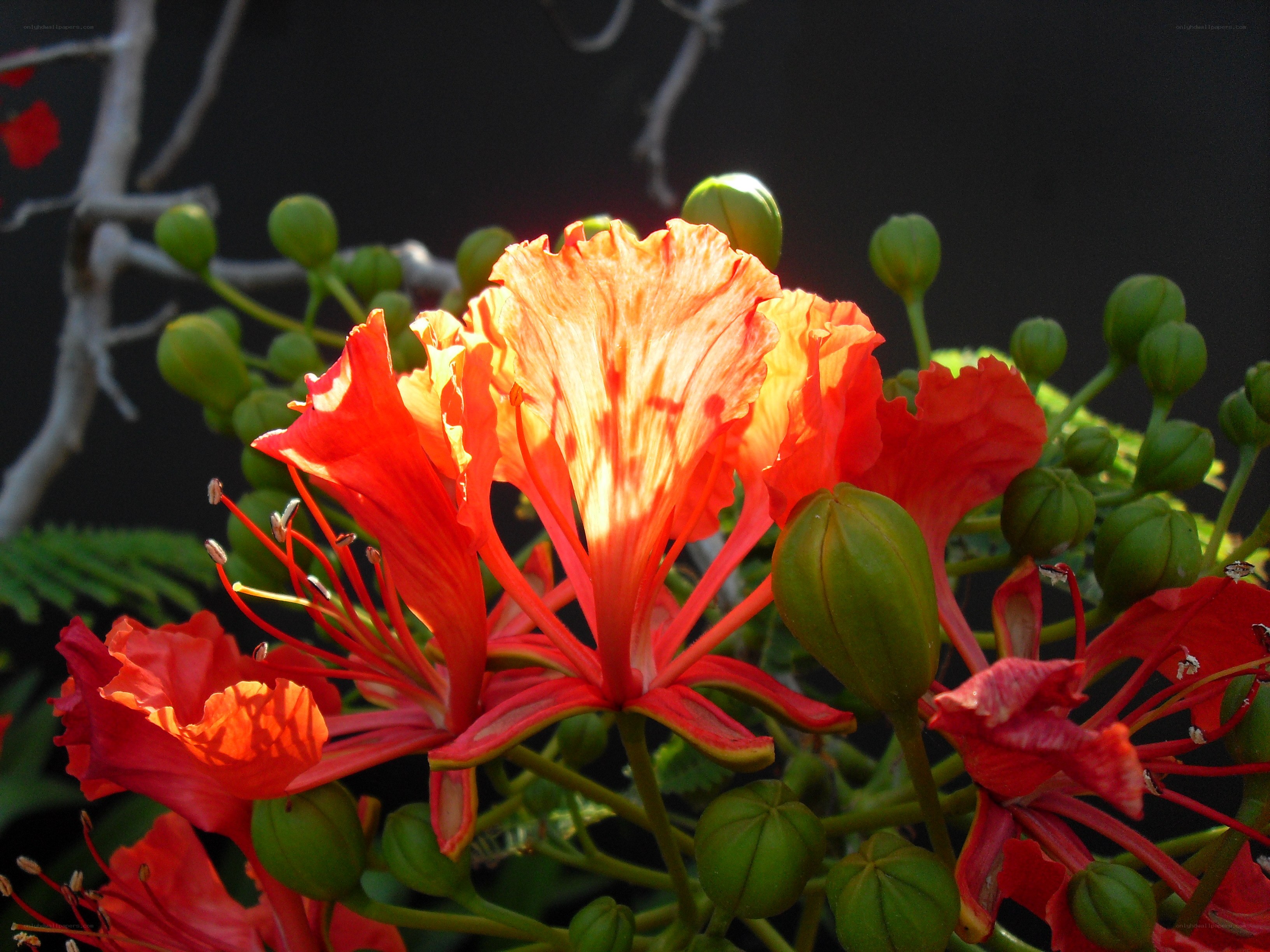 Vibrant red flower in sunlight