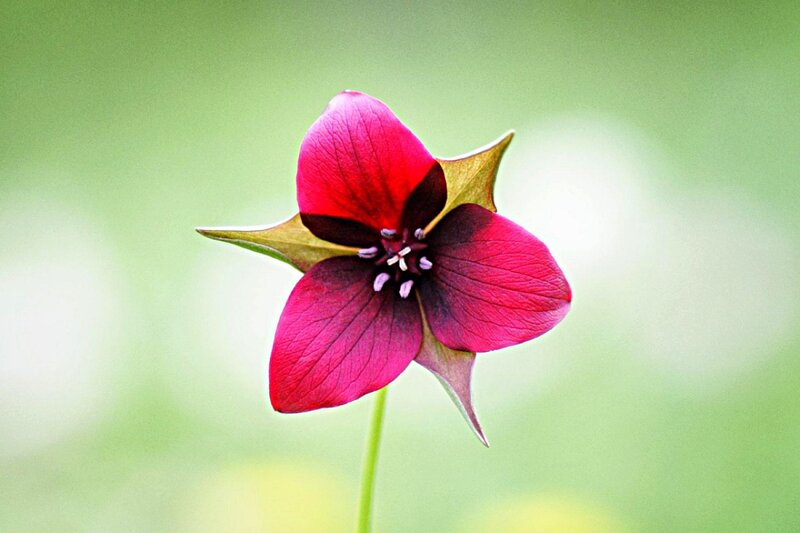 vibrant red flower with green background