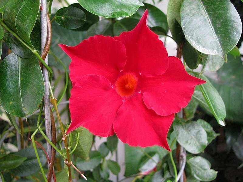 vibrant red flower with green leaves