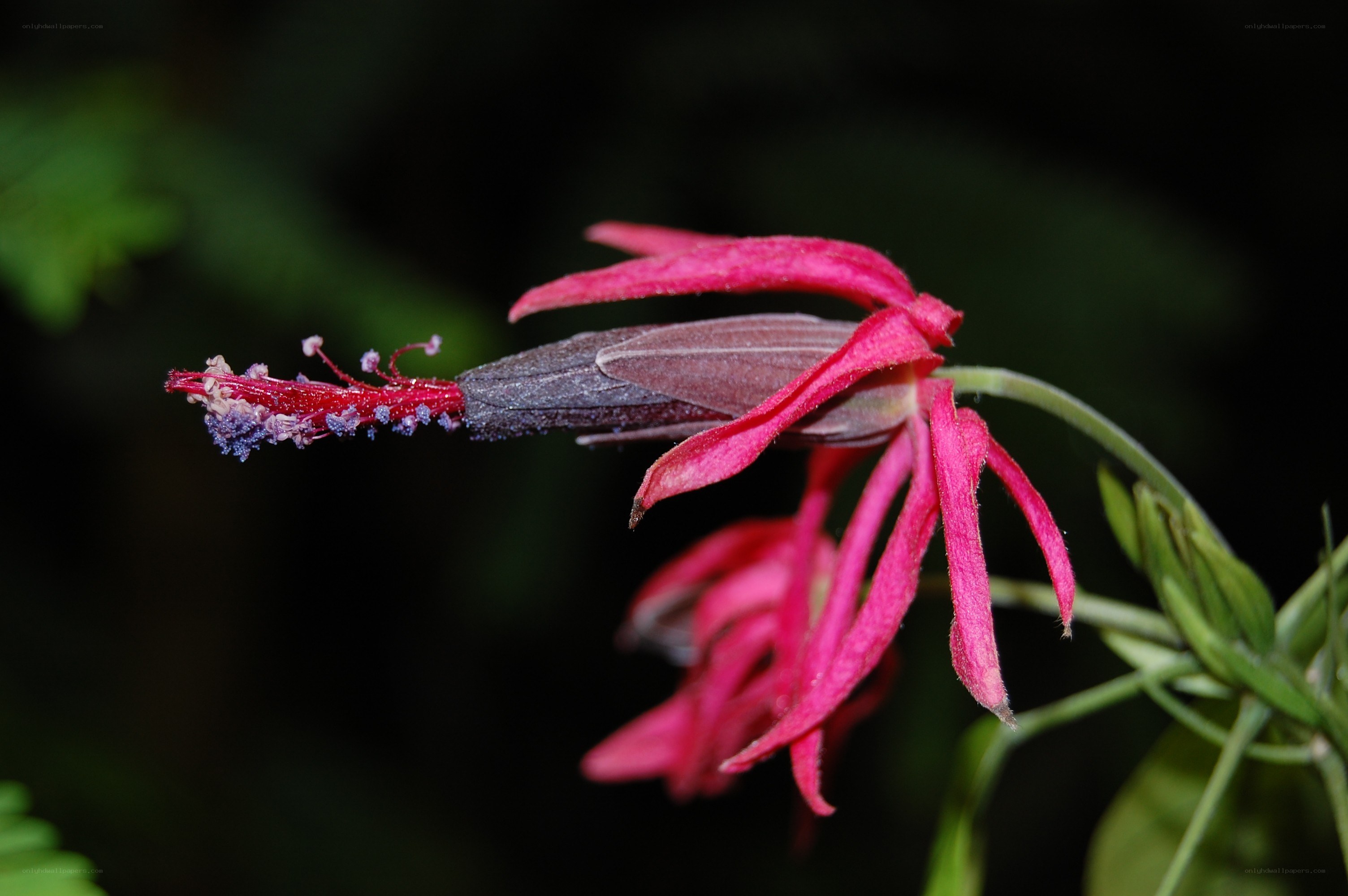 vibrant red flower with purple stamen
