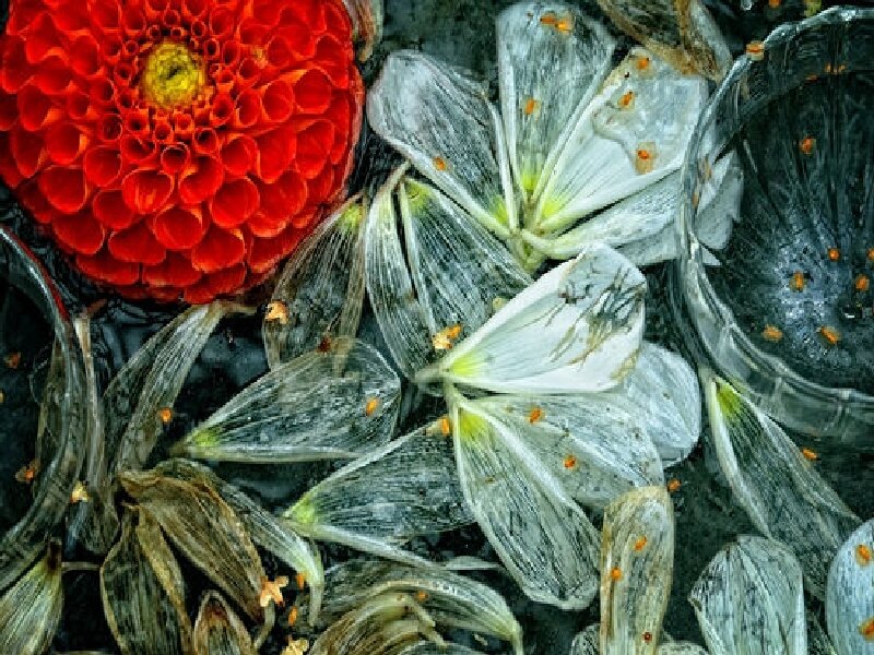 vibrant red flower with wilted petals