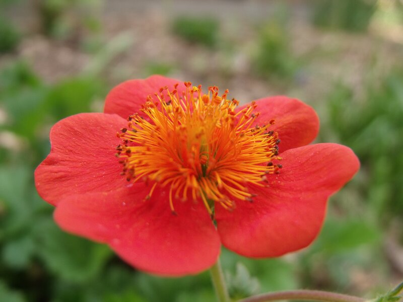 vibrant red flower with yellow center